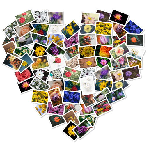 FigrCollage 3.3.7 Mac破解版