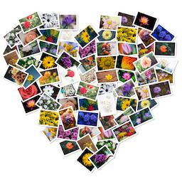 FigrCollage Pro 3.3.6 Mac 破解版 自定义照片拼贴应用